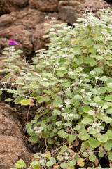 Pericallis Lanata plant in Zurich in Switzerland