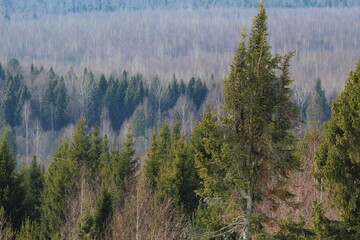 forest in the morning