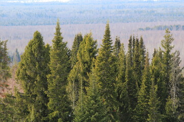 pine forest in autumn