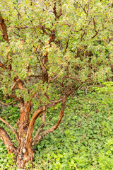 Tabaquillo or Polylepis Australis plant in Zurich in Switzerland