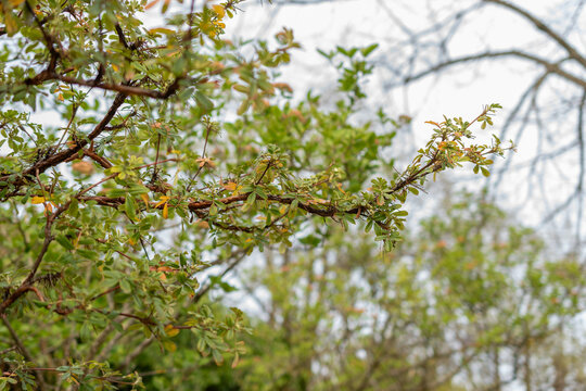 Tabaquillo or Polylepis Australis plant in Zurich in Switzerland