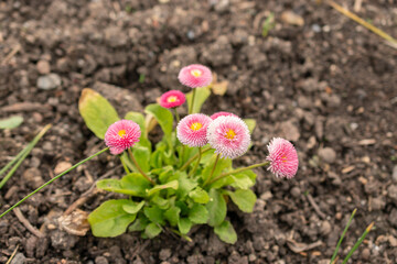 Bellis Perennis flowers in Zurich in Switzerland © Robert
