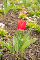 Tulip flowers in Zurich in Switzerland