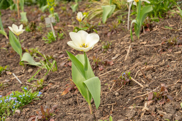Tulipa Fosteriana flower in Zurich in Switzerland