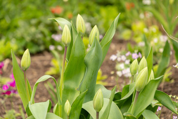 Tulip flowers in Zurich in Switzerland