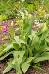 Tulip flowers in Zurich in Switzerland