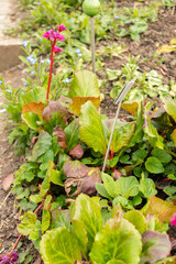 Elephants ears or Bergenia plant in Zurich in Switzerland