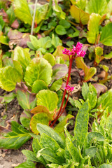 Elephants ears or Bergenia plant in Zurich in Switzerland