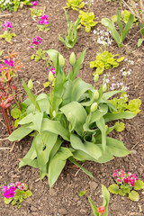 Tulip flowers in Zurich in Switzerland