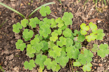 Geranium Renardii plant in Zurich in Switzerland