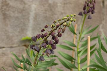 Fritillaria Persica plant in Zurich in Switzerland