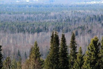 landscapes of the forests of northeastern Europe in early March on a sunny day