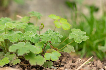 Geranium Renardii plant in Zurich in Switzerland