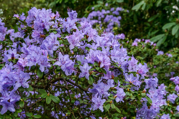 A blue rhododendron in full bloom on a spring day