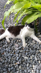 Fototapeta premium a black and white cat is laying on the ground next to a potted plant, and stone cobbles
