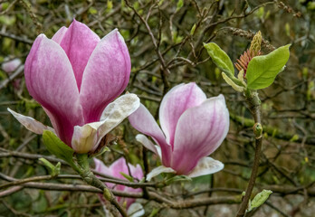Beautiful magnolia flowers in the spring sunshine