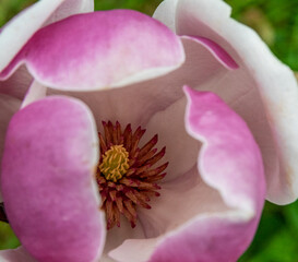 A beautiful magnolia flower in the spring sunshine, showing the center detail