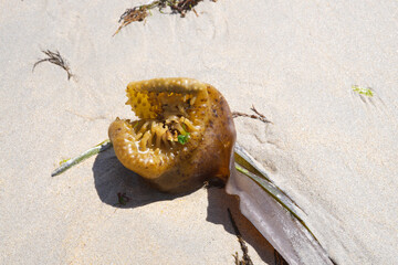 On the beach there is a large patch of seaweed. The seaweed is brown and green.