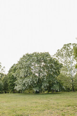 Beautiful white flowers with green leaves close-up. The American yellowwood tree is blooming in the park. Spring background. Summer landscape with trees and green meadow. Cladrastis kentuckea. Fabacea