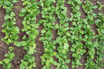 Vegetable bed with radish foliage growing in rows on a spring day. Growing vegetables