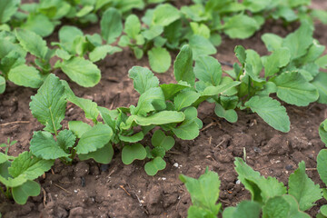 Vegetable bed with radish foliage growing in rows on a spring day. Growing vegetables