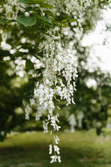 Beautiful white flowers with green leaves close-up. The American yellowwood tree is blooming in the park. Spring background. Summer landscape with trees and green meadow. Cladrastis kentuckea. Fabacea