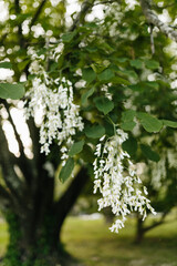 Beautiful white flowers with green leaves close-up. The American yellowwood tree is blooming in the park. Spring background. Summer landscape with trees and green meadow. Cladrastis kentuckea. Fabacea