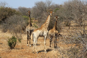 An African safari: Watching the majestic herds of giraffes in the savannah. A majestic picture of the herds of giraffes in the African savannah.  Pictures of wild life