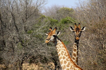 An African safari: Watching the majestic herds of giraffes in the savannah. A majestic picture of...