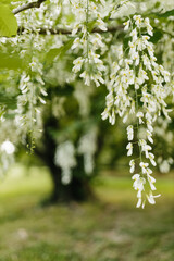 Beautiful white flowers with green leaves close-up. The American yellowwood tree is blooming in the park. Spring background. Summer landscape with trees and green meadow. Cladrastis kentuckea. Fabacea