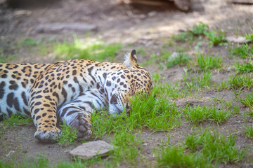 JAGUAR PANTHERA ONCA