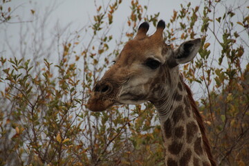 An African safari: Watching the majestic herds of giraffes in the savannah. A majestic picture of the herds of giraffes in the African savannah.  Pictures of wild life