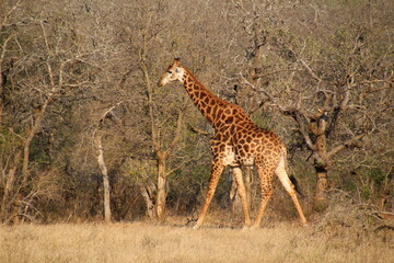 An African safari: Watching the majestic herds of giraffes in the savannah. A majestic picture of the herds of giraffes in the African savannah.  Pictures of wild life
