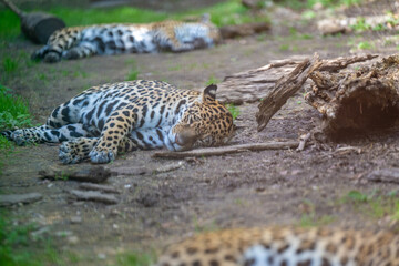JAGUAR PANTHERA ONCA