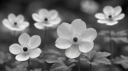   A monochrome image of a field with a cluster of flowers in the foreground and a solo flower in the background