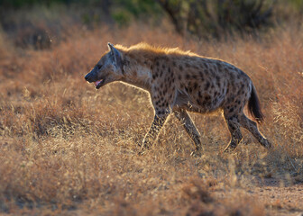 spotted hyena in the savannah