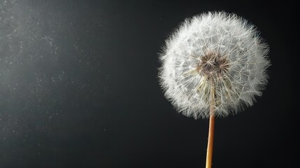   Close-up of a dandelion on black background with water droplet