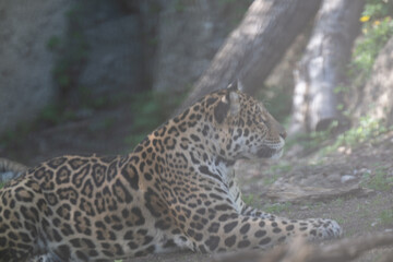 JAGUAR PANTHERA ONCA
