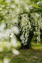 Beautiful white flowers with green leaves close-up. The American yellowwood tree is blooming in the park. Spring background. Summer landscape with trees and green meadow. Cladrastis kentuckea. Fabacea