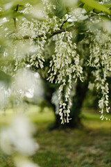 Beautiful white flowers with green leaves close-up. The American yellowwood tree is blooming in the park. Spring background. Summer landscape with trees and green meadow. Cladrastis kentuckea. Fabacea