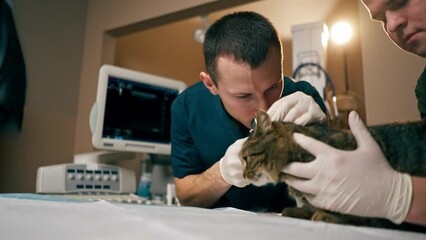 in a veterinary clinic veterinarian doctor holds another checking a cat's ear
