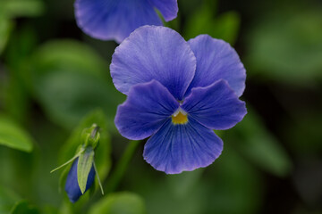 Adorable blooming pansies in summer garden on natural background