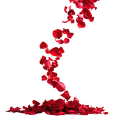 Falling red rose petals on white background,png