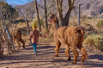 latin boy on his back walking carrying a brown llama with a rope on a hike in an excursion in...