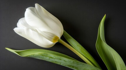 Obraz premium A white flower atop a green stem on a black table, nearby sits another green stem