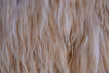 close-up camel-colored llama fur, texture