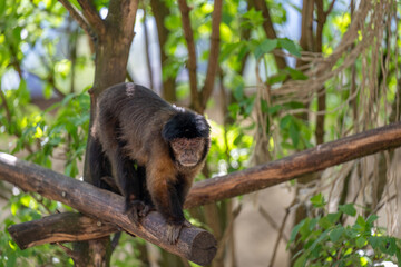 CAPUCHIN MONKEY SAPAJUS APELLA