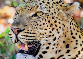 portrait of a leopard