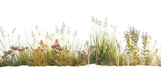 Coastal buffer zone of sea grasses and salt-tolerant wildflowers, providing habitat and shoreline protection, isolated on transparent background