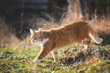 red cat in the garden